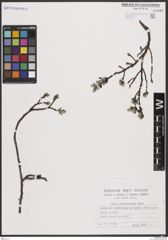 Foto von Salix breviserrata Flod.